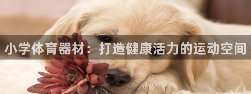 星欧娱乐退款流程详解：小学体育器材：打造健康活力的运