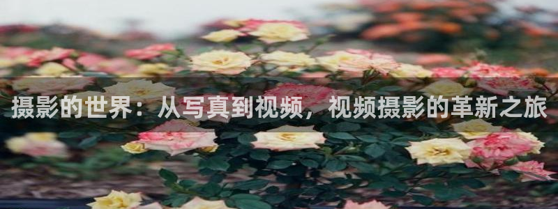 aaa午夜影院在线观看：摄影的世界：从写真到视频，视频摄影的革新之旅